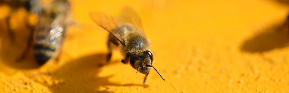 Pčela i saće - Šta je od ta dva slađe