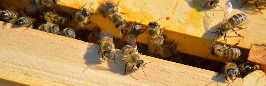 Pčele na ramovima u košnici