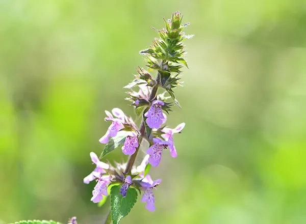  Čistac Barski Crveni 